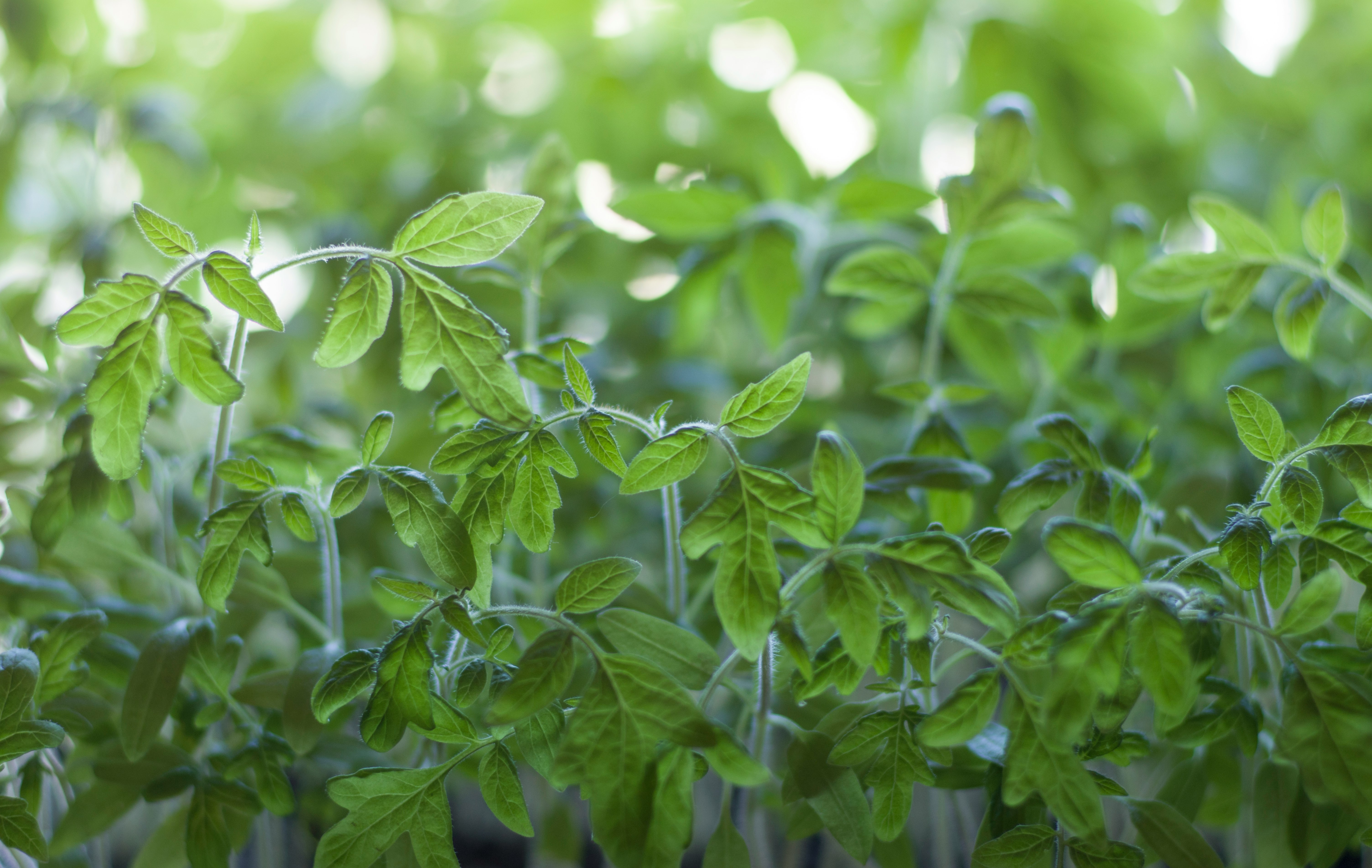 green leaves in tilt shift lens